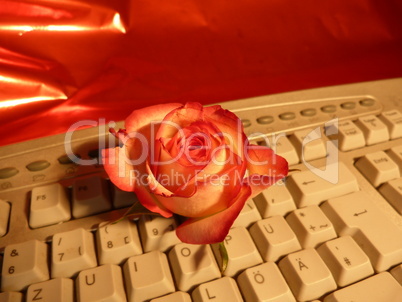 rote Rose auf keyboard 1