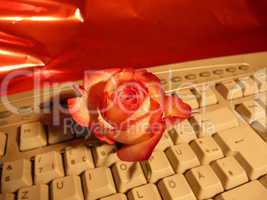 rote Rose auf keyboard 1