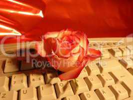 rote Rose auf keyboard 2