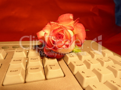 rote Rose auf keyboard 3
