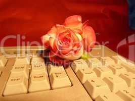 rote Rose auf keyboard 3