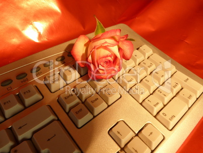 rote Rose auf keyboard 4