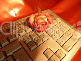 rote Rose auf keyboard 4