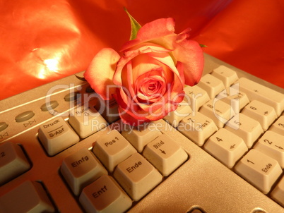 rote Rose auf keyboard 5