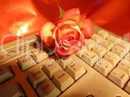 rote Rose auf keyboard 5
