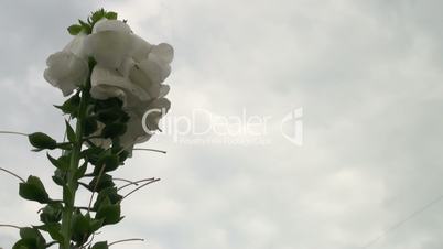 White flower - a hand bell against the sky.