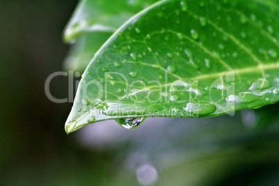 Regentropfen auf Blättern