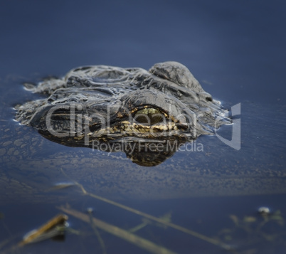 alligator head in the water