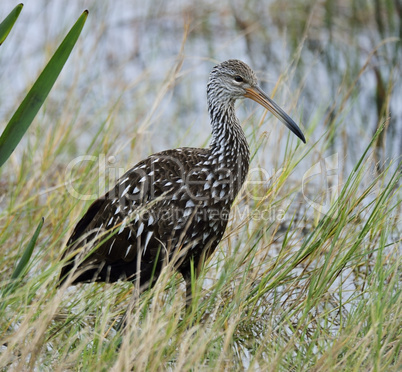 limpkin bird