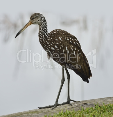 limpkin bird