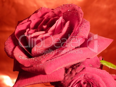 rote Rose 9