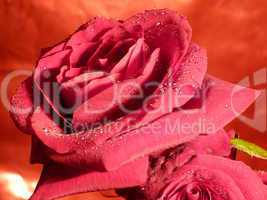 rote Rose 9