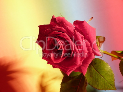 rote Rose 10