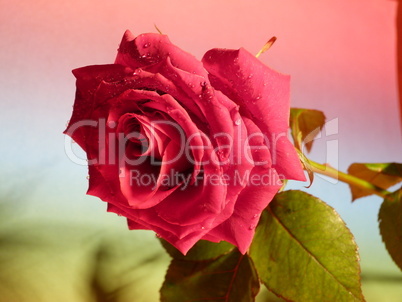 rote Rose 11