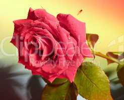 rote Rose 12