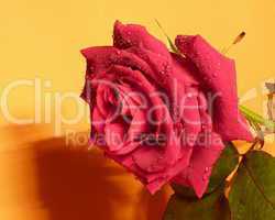 rote Rose 13