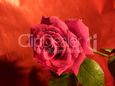 rote Rose 14