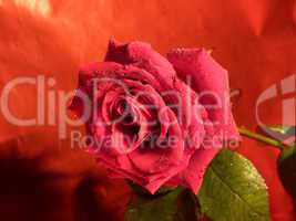 rote Rose 14