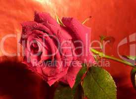 rote Rose 16
