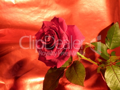 rote Rose 18