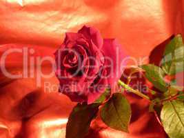rote Rose 18