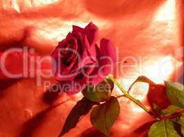 rote Rose 19