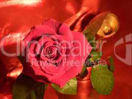 rote Rose 22