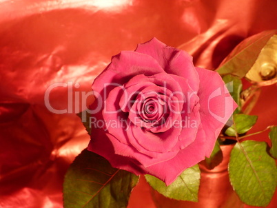 rote Rose 21