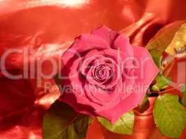 rote Rose 21
