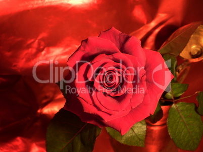 rote Rose 23