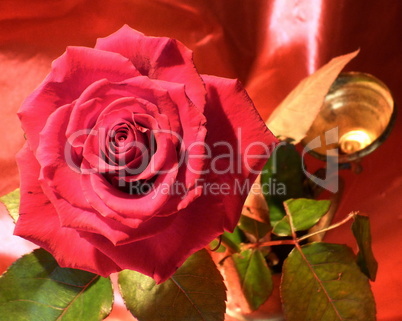 rote Rose 24