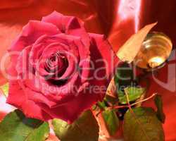 rote Rose 24