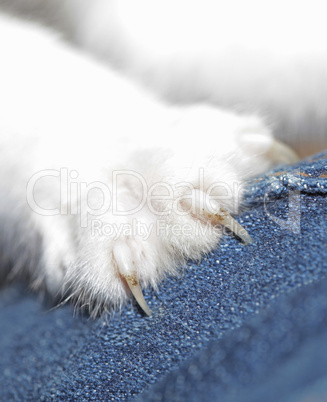 Cat claw on blue jeans
