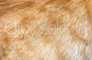 Close-up of ginger cat fur for texture