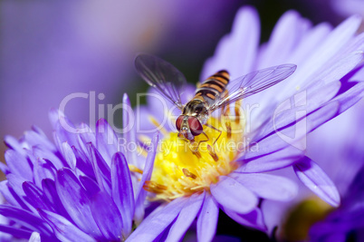 purple flowers with fly