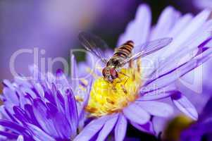 purple flowers with fly