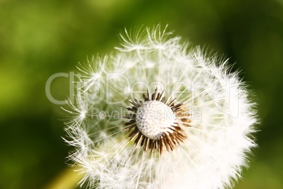 Pusteblume halb Makro