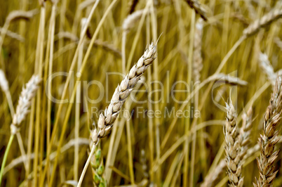 ear of wheat in a wheat field