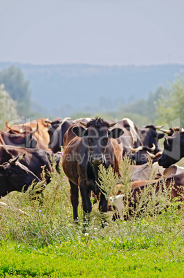 herd of cattle in the meadow