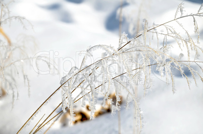 hoarfrost on branches of herbs
