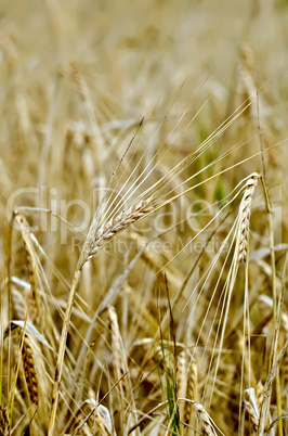 Rye spike against the yellow field