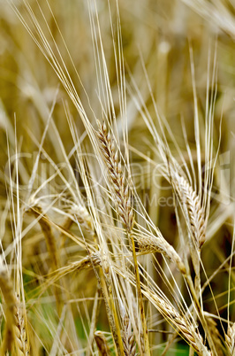 Rye spike on field background