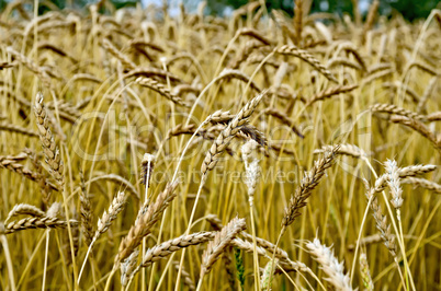 Spikelets of wheat against the background of a wheat field