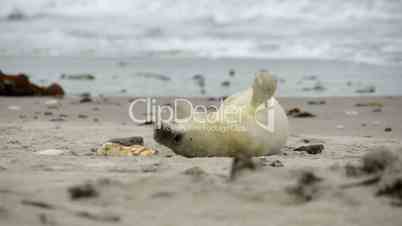 grey seal pup playing 11232