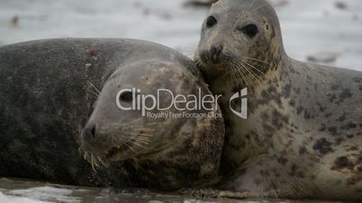 grey seals during mating ritual 11240