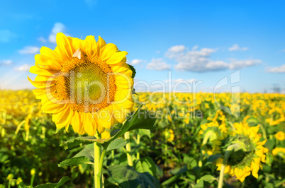 Sunflower in the field