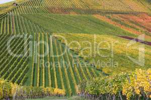 Weinberge im Herbst während der Weinlese