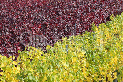 Weinberge mit Weinreben für Rotwein und Weißwein