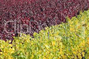 Weinberge mit Weinreben für Rotwein und Weißwein