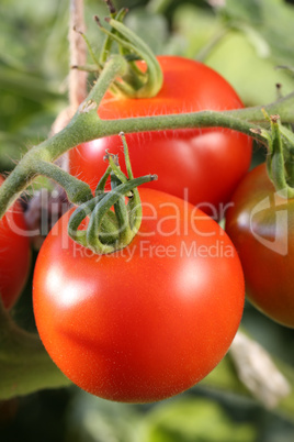 Frische Tomaten auf Tomatenstrauch im Garten